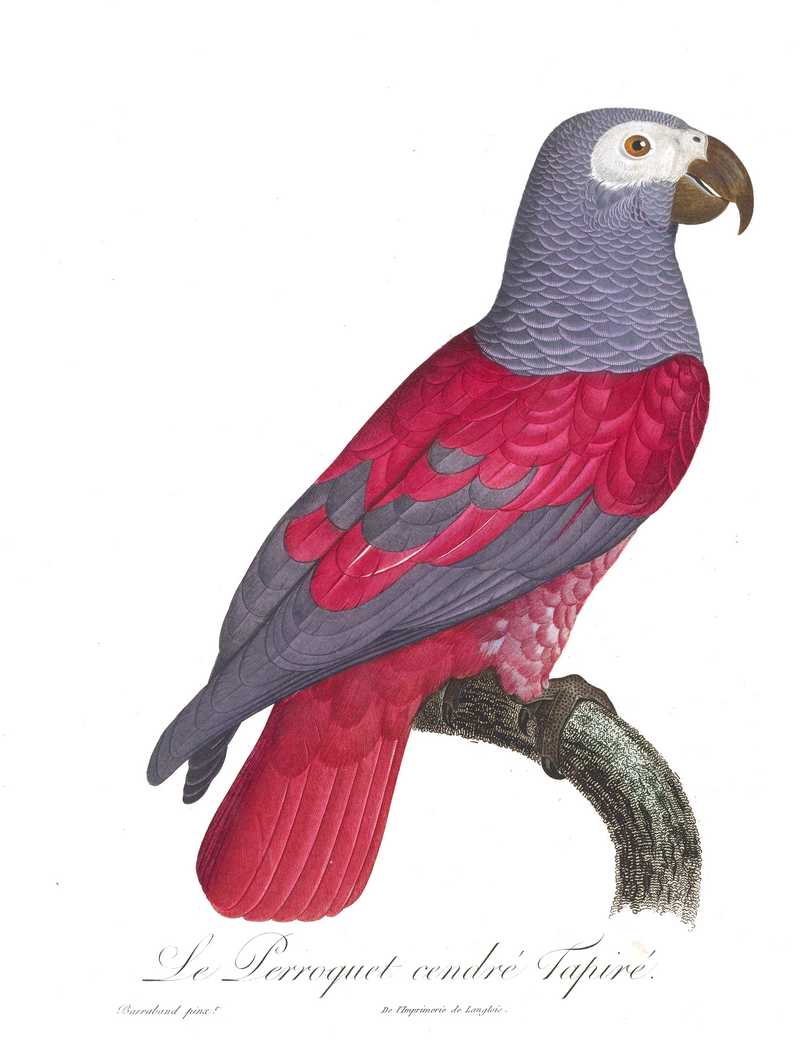 Levaillant Parrot 101.jpg