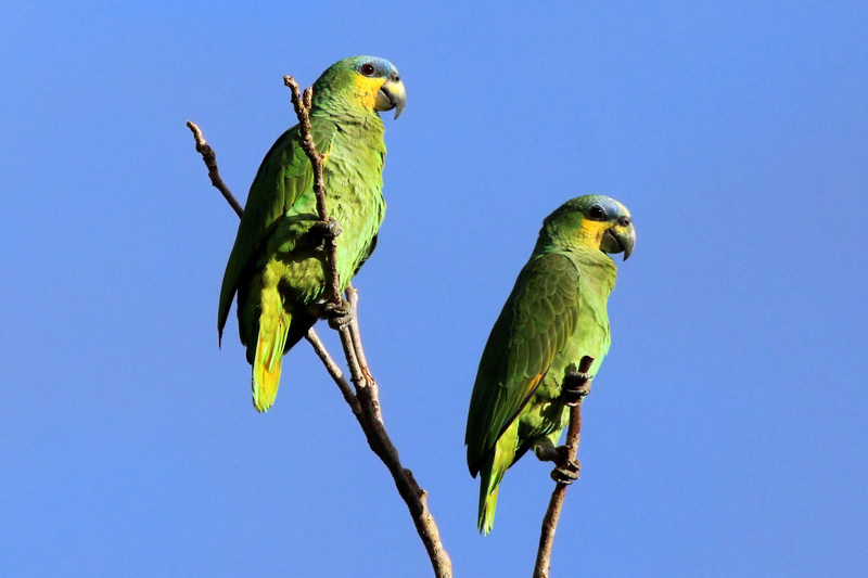 Orange-winged parrots (Amazona amazonica tobagensis).jpg