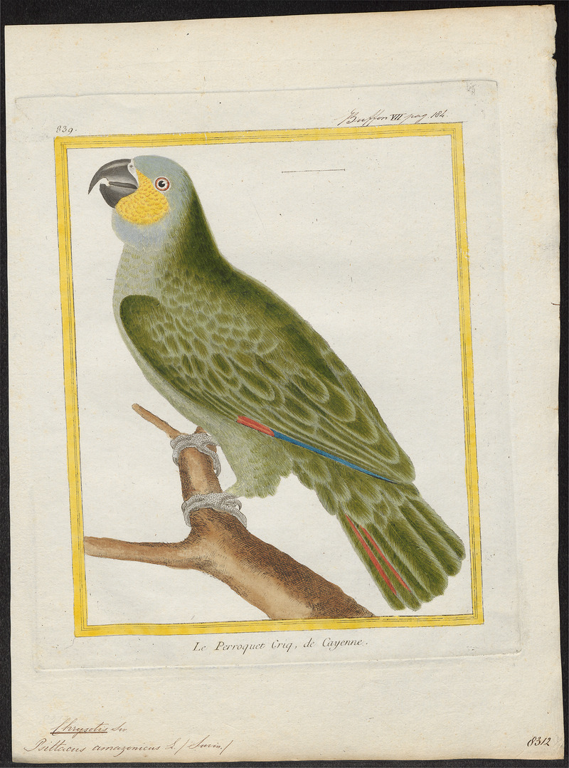 Chrysotis amazonica - 1700-1880 - Print - Iconographia Zoologica - Special Collections University of Amsterdam - UBA01 IZ18600099.jpg