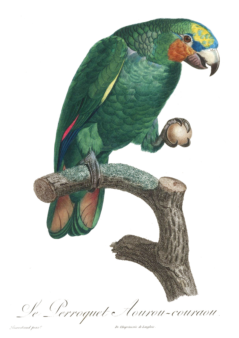 Levaillant Parrot 110.jpg