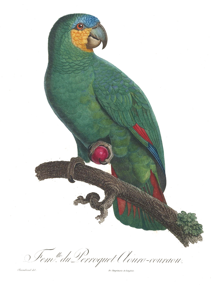 Levaillant Parrot 110a.jpg