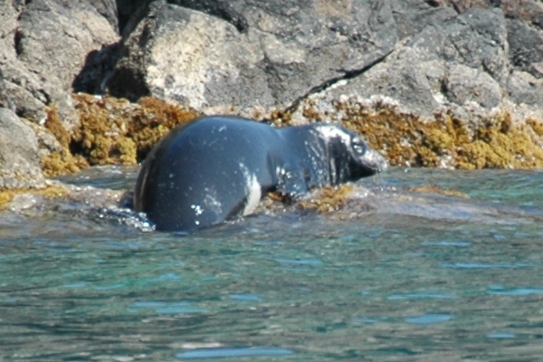 Phoque Moine Monachus - Mediterranean monk seal (Monachus monachus).jpg