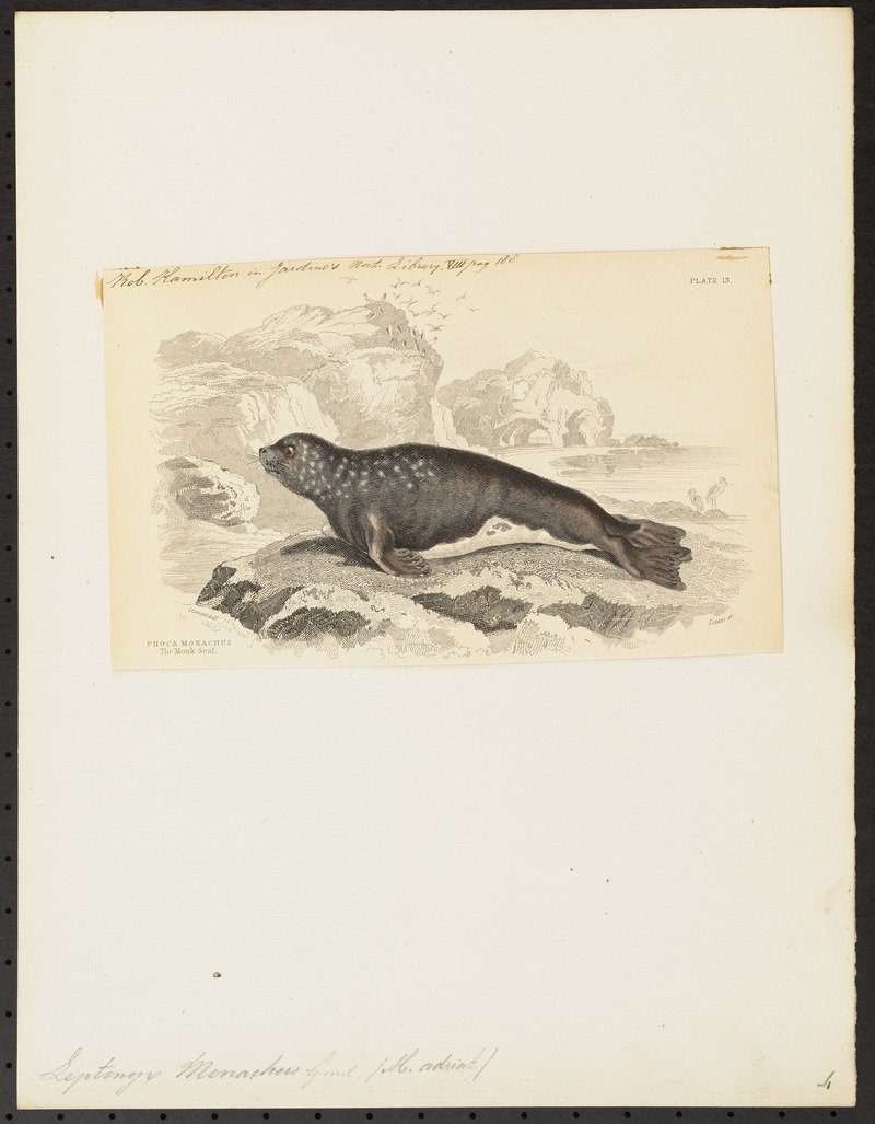 Leptonyx monachus - 1700-1880 - Print - Iconographia Zoologica - Special Collections University of Amsterdam - UBA01 IZ21100171.jpg