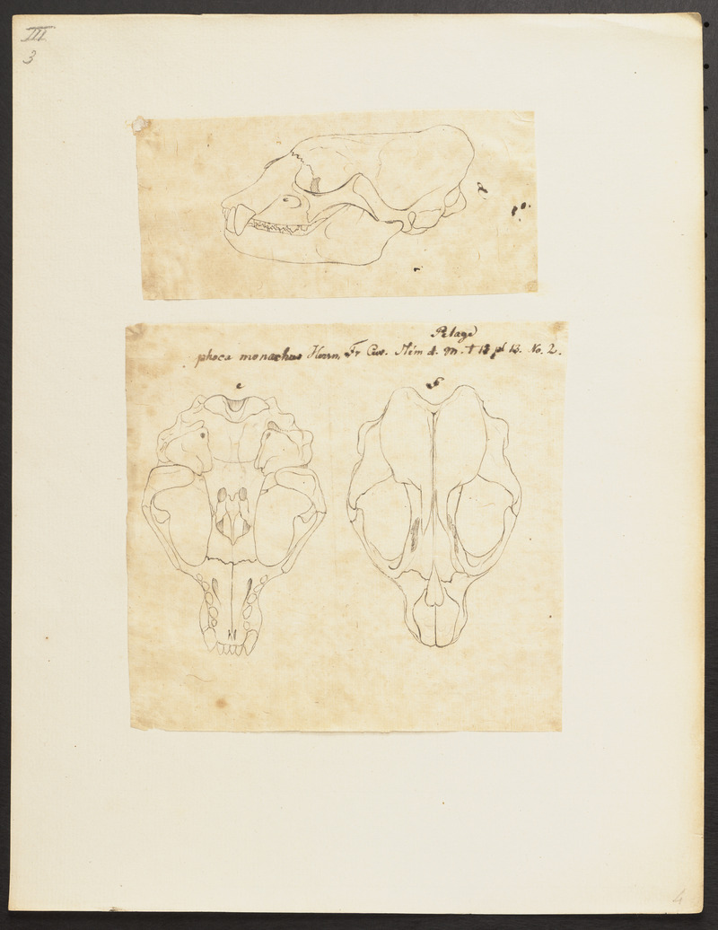 Phoca monachus - 1700-1880 - Print - Iconographia Zoologica - Special Collections University of Amsterdam - UBA01 IZ21100179.jpg