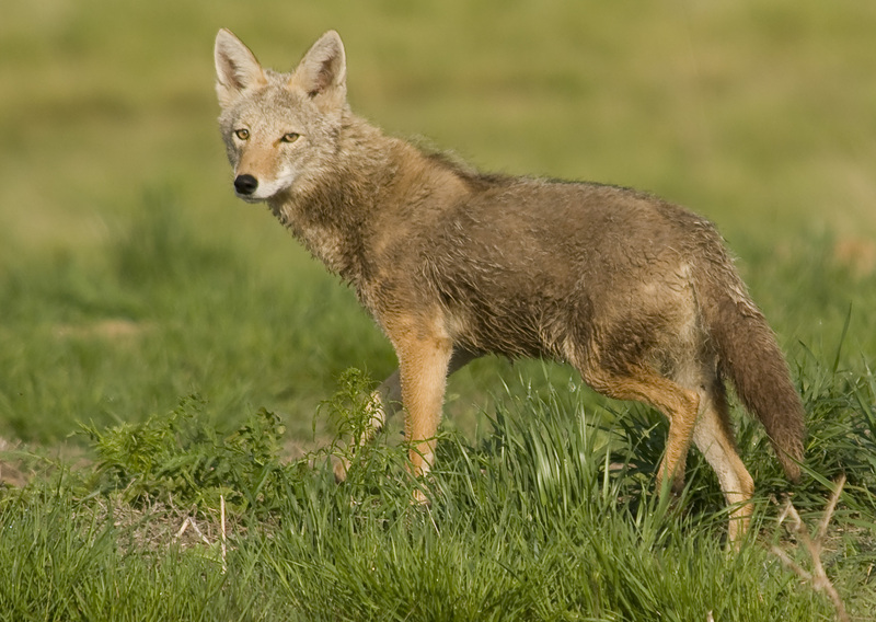 Adaptable Animal (4819443728) - coyote (Canis latrans).jpg