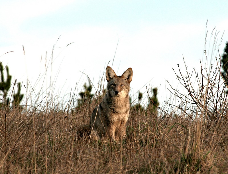 2015 Photo Contest Submissions (17049990520) - coyote (Canis latrans).jpg