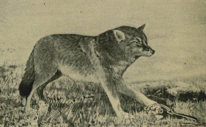 Andersch bros (1906) Brush wolf caught in trap.png