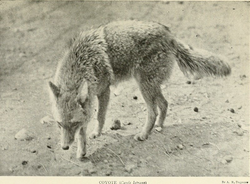 American animals; a popular guide to the mammals of North America north of Mexico, with intimate biographies of the more familiar species (1902) (17488655004).jpg