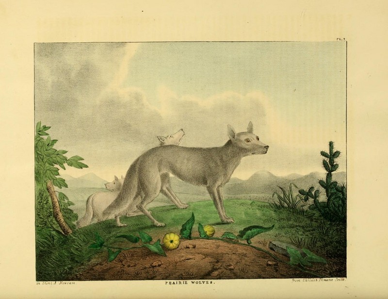 The Cabinet of natural history and American rural sports (Plate VII) (6851422661).jpg