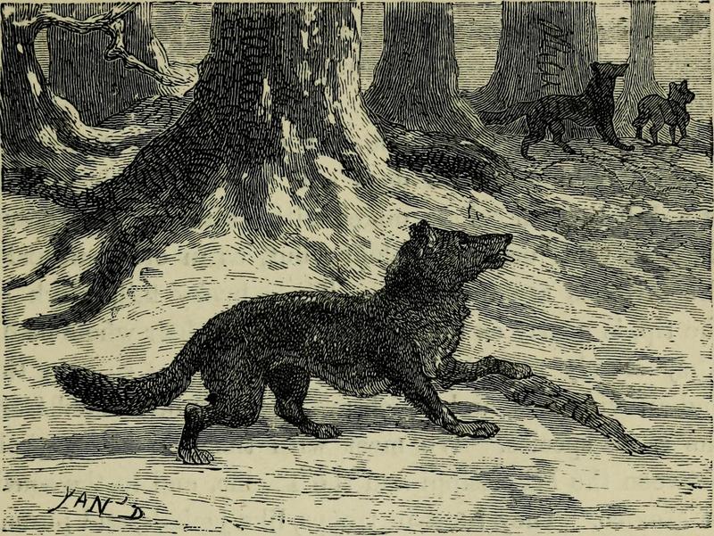 The hunter and the trapper in North America; or, Romantic adventures in field and forest. From the French of Bénédict Révoil (1875) (14563482939).jpg