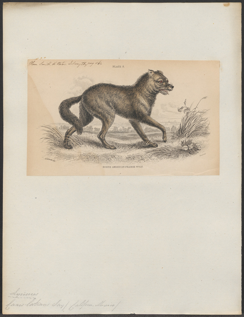 Canis latrans - 1833-1866 - Print - Iconographia Zoologica - Special Collections University of Amsterdam - UBA01 IZ22200391.jpg