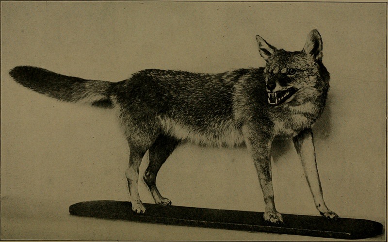 Andersch bros. hunters and trappers guide illustrating the fur bearing animals of North America the skins of which have a market value (1906) (18007586470).jpg