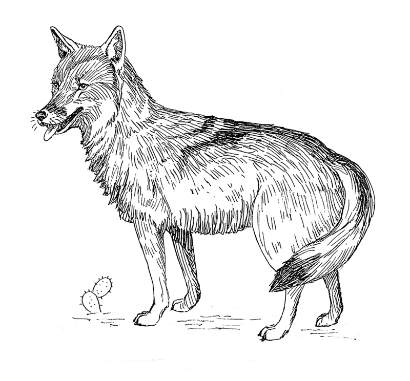 Coyote (PSF).png