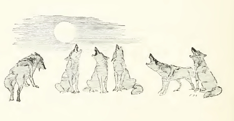 Coyote chorus - Seton Thompson (1909).png