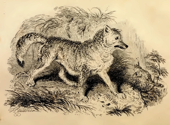 Fauna boreali-americana (1829) Canis latrans.png