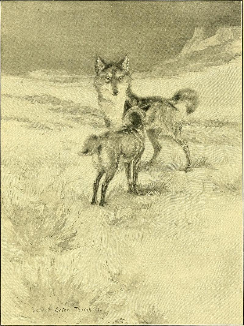 Lives of the hunted, containing a true account of the doings of five quadrupeds and three birds, and in elucidation of the same, over 200 drawings (1901) (14750554535).jpg