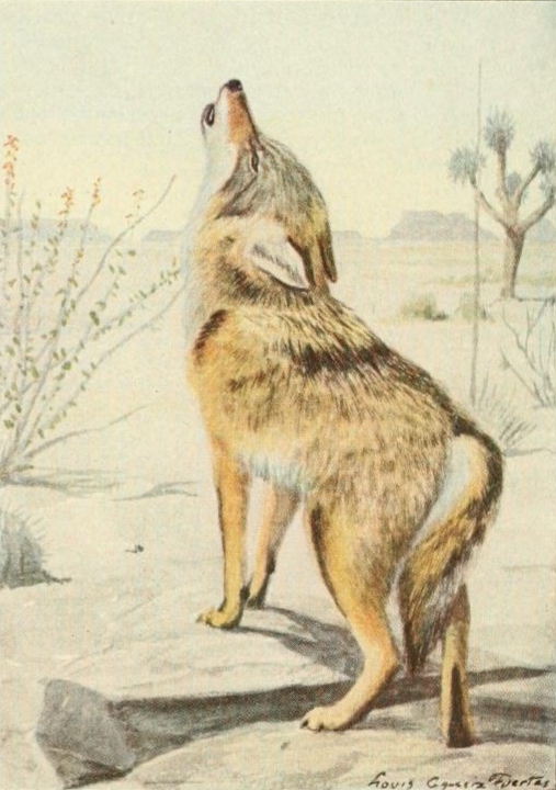 Wild animals of NA (1918) Arizona coyote.png