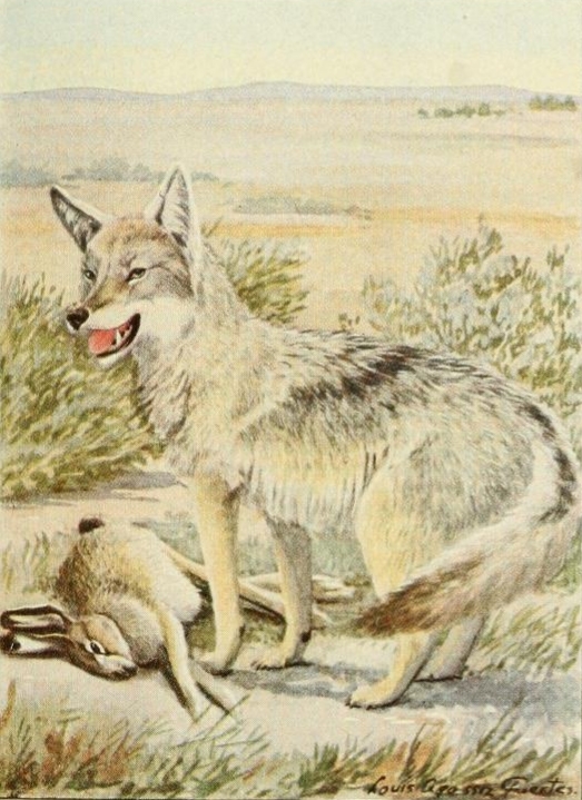 Wild animals of NA (1918) Plains coyote.png