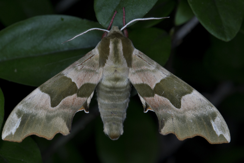 Mimas tiliae, Lodz (Poland)01(js) - lime hawk-moth (Mimas tiliae).jpg
