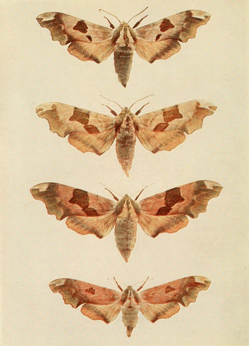 Moths of the British Isles Plate003.jpg