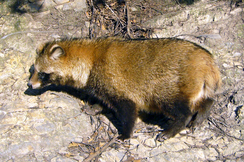 Tanuki02 1050 - raccoon dog (Nyctereutes procyonoides).jpg
