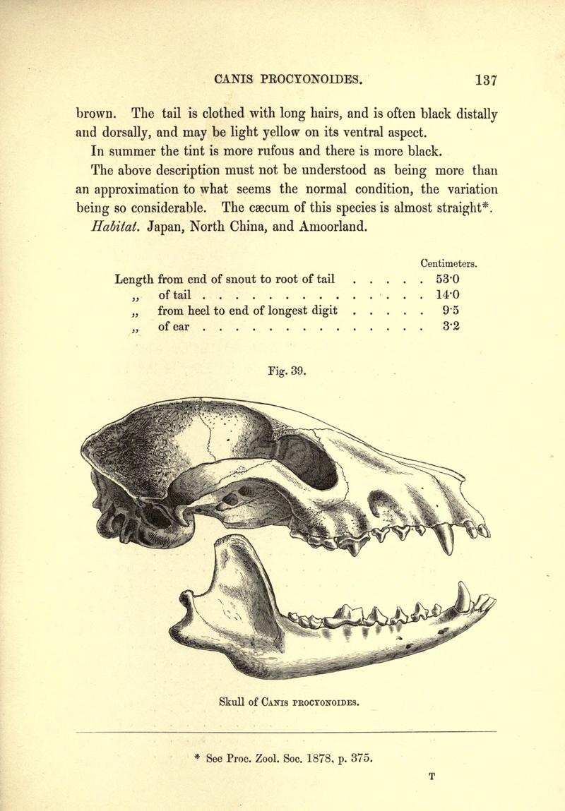 Dogs, jackals, wolves, and foxes (Page 137) BHL19827402.jpg