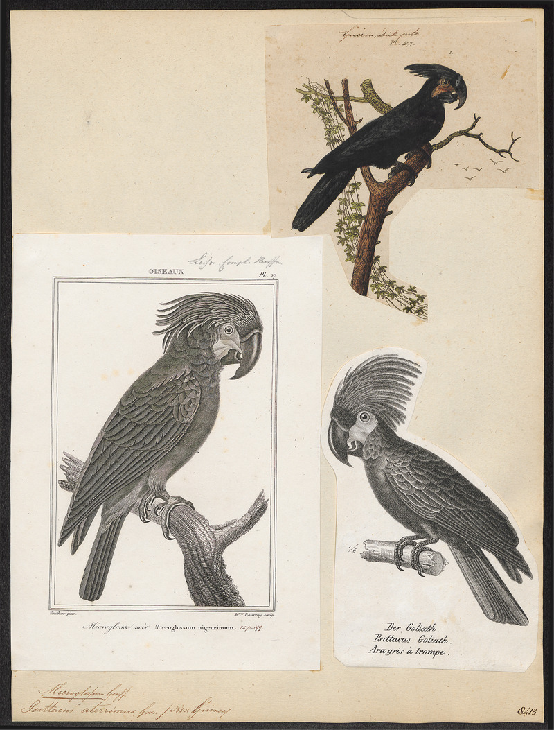 Microglossum aterrimum - 1700-1880 - Print - Iconographia Zoologica - Special Collections University of Amsterdam - UBA01 IZ18600037.jpg