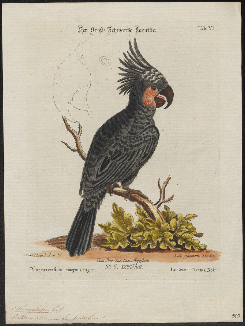 Microglossum aterrimum - 1700-1880 - Print - Iconographia Zoologica - Special Collections University of Amsterdam - UBA01 IZ18600039.jpg