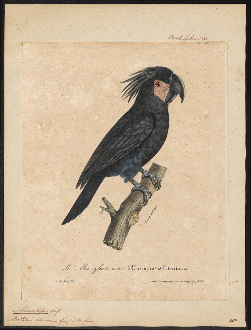 Microglossum aterrimum - 1825-1834 - Print - Iconographia Zoologica - Special Collections University of Amsterdam - UBA01 IZ18600033.jpg