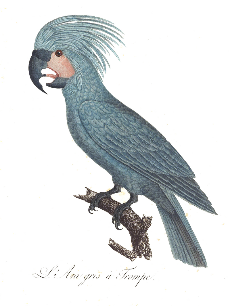Levaillant Parrot 11.jpg