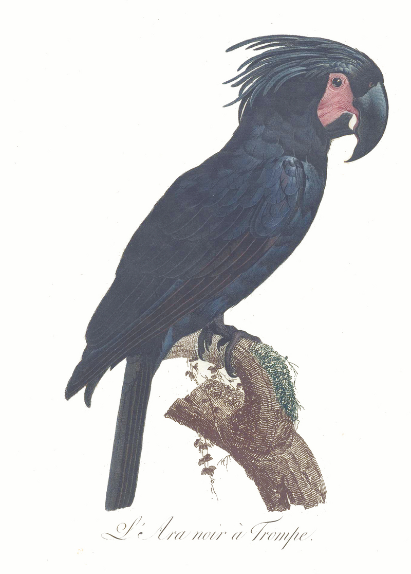Levaillant Parrot 12.jpg