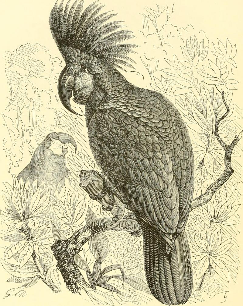 The royal natural history (1893) (14782437164).jpg