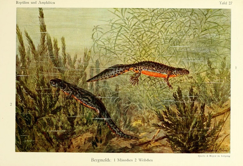 Die.Reptilien.Amphibien.Mitteleuropas.Plate.27.jpg
