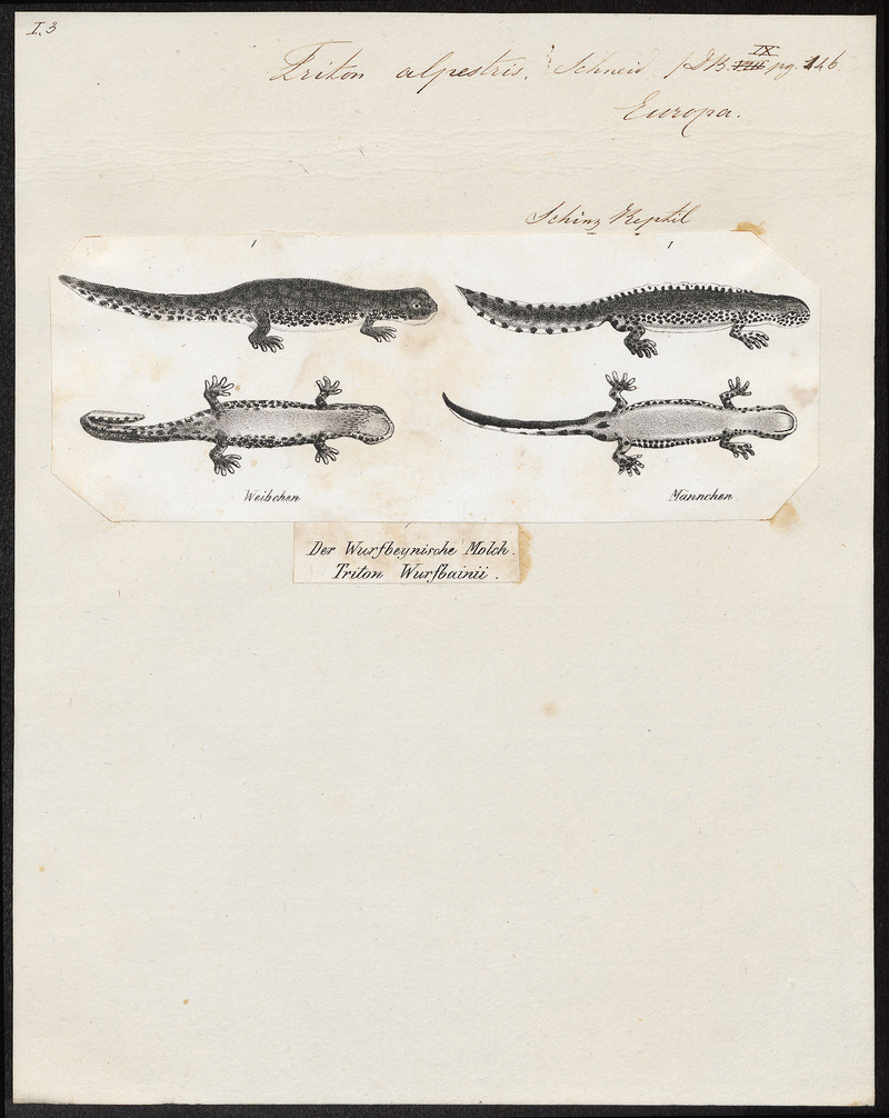 Triton alpestris - 1700-1880 - Print - Iconographia Zoologica - Special Collections University of Amsterdam - UBA01 IZ11400131.jpg