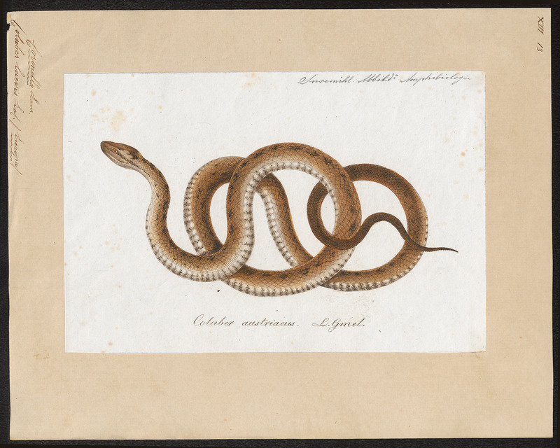 Coluber laevis - 1700-1880 - Print - Iconographia Zoologica - Special Collections University of Amsterdam - UBA01 IZ12100287.jpg
