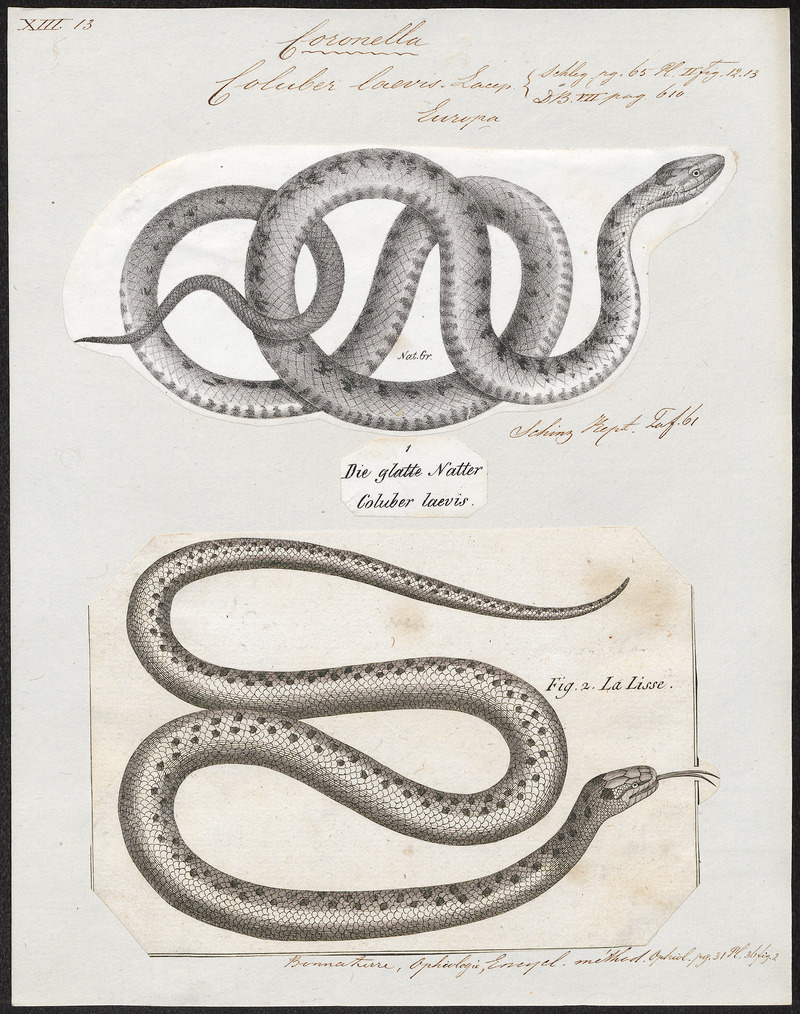 Coluber laevis - 1700-1880 - Print - Iconographia Zoologica - Special Collections University of Amsterdam - UBA01 IZ12100291.jpg