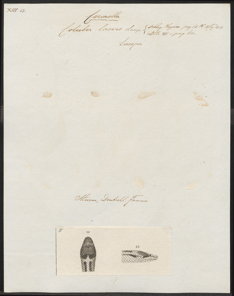 Coluber laevis - kop - 1700-1880 - Print - Iconographia Zoologica - Special Collections University of Amsterdam - UBA01 IZ11400237.jpg