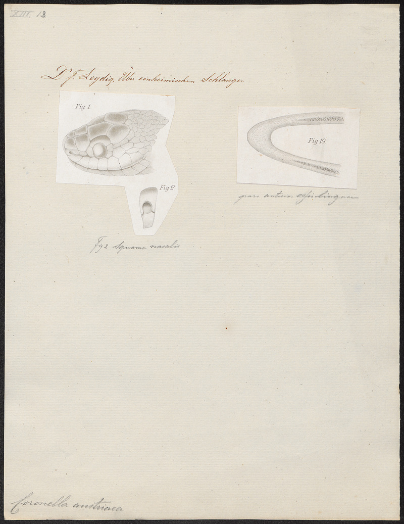 Coronella austriaca - 1700-1880 - Print - Iconographia Zoologica - Special Collections University of Amsterdam - UBA01 IZ12100289.jpg