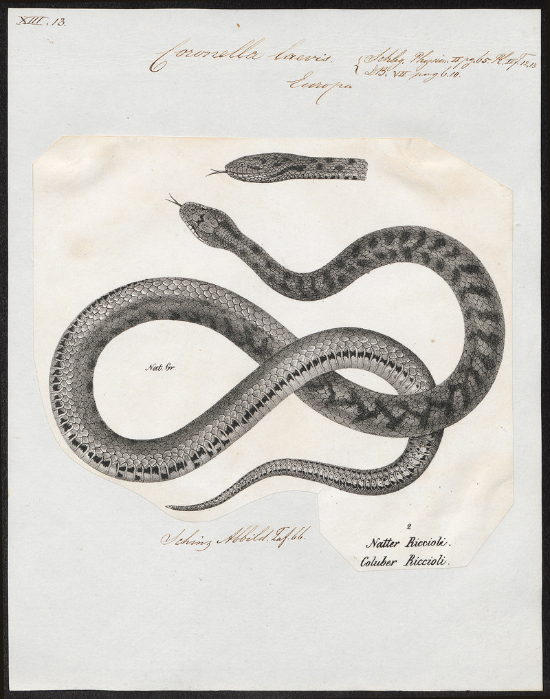 Coronella laevis - 1700-1880 - Print - Iconographia Zoologica - Special Collections University of Amsterdam - UBA01 IZ12100293.jpg