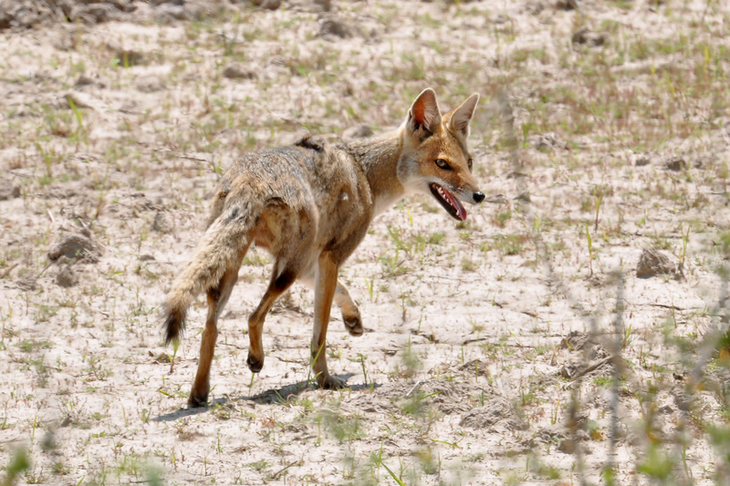 Lycalopex gymnocercus - pampas fox, Azara's zorro (Lycalopex gymnocercus).jpg
