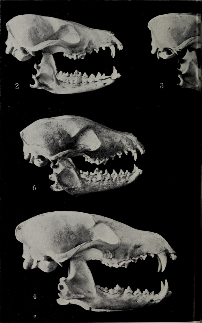 Boletim do Museu Goeldi (Museu Paraense) de Historia Natural e Ethnographia (1904) (20199103188).jpg