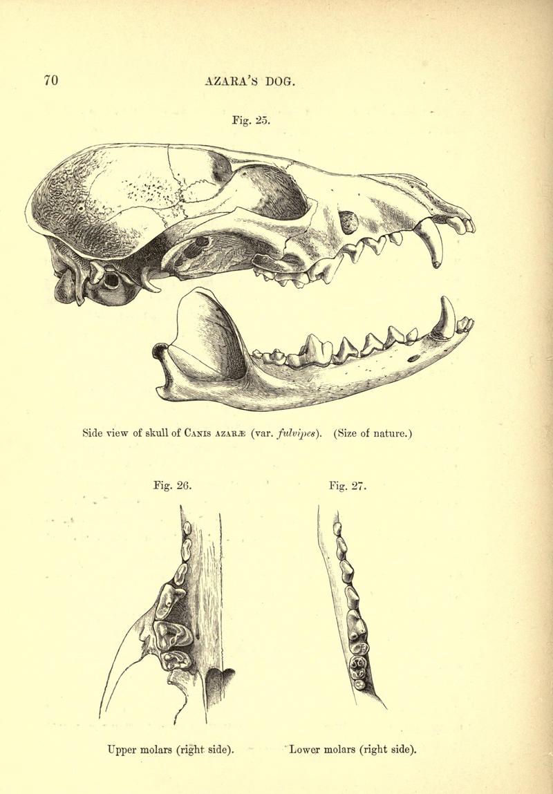 Dogs, jackals, wolves, and foxes (Page 70) BHL19827333.jpg