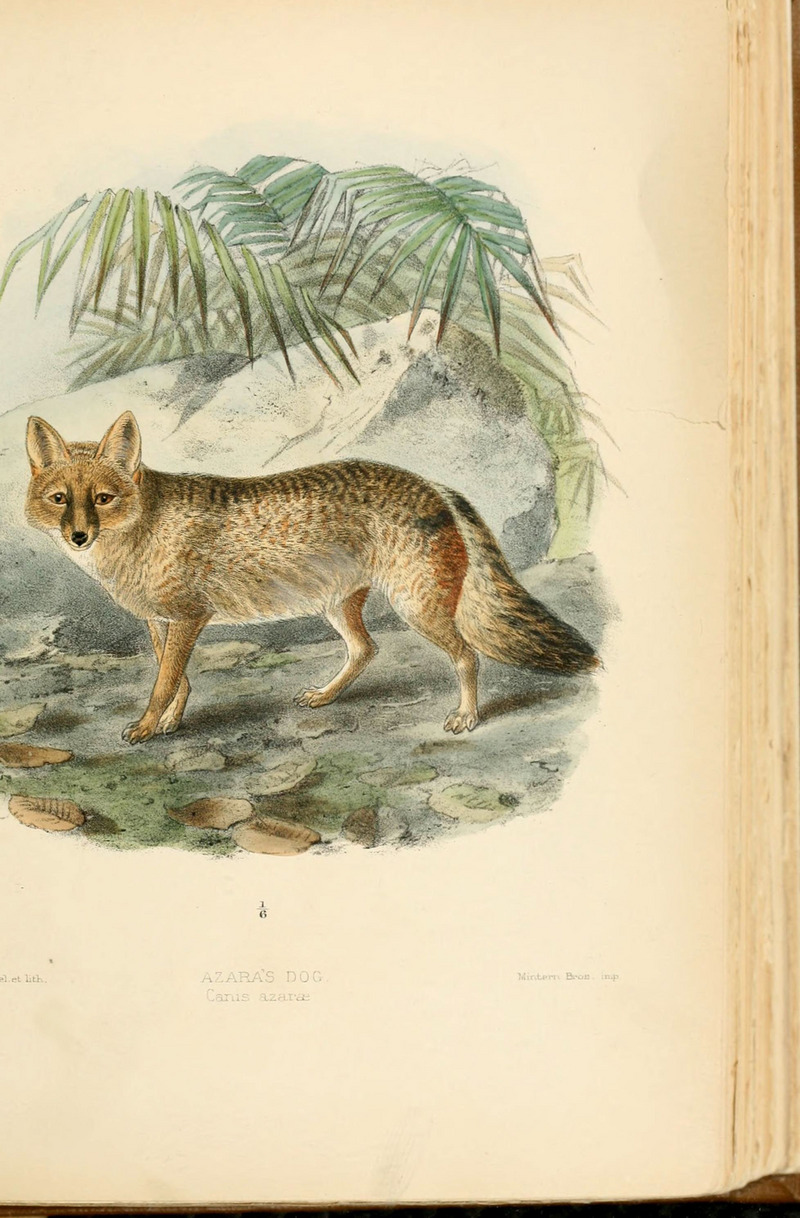 Dogs, jackals, wolves, and foxes (Plate XVII) (5988403986).jpg