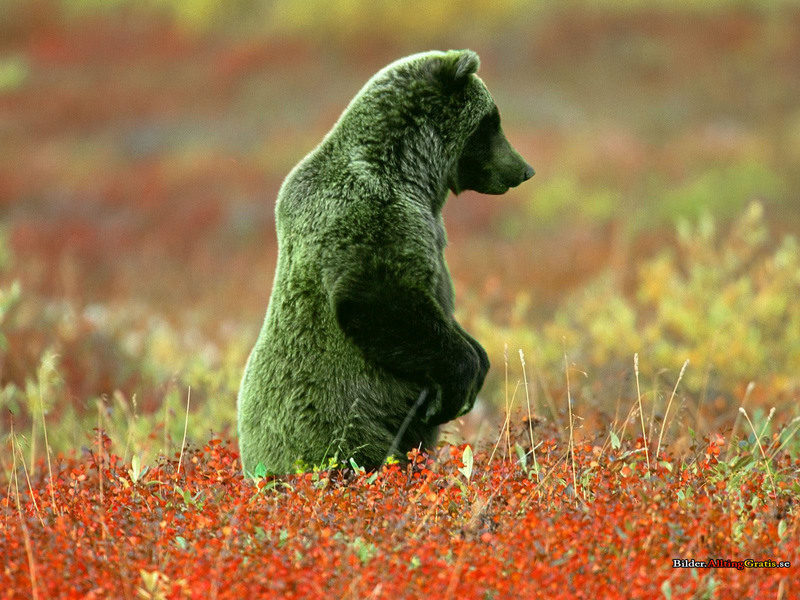 Grön grizzly björn - grizzly bear (Ursus arctos horribilis).jpg