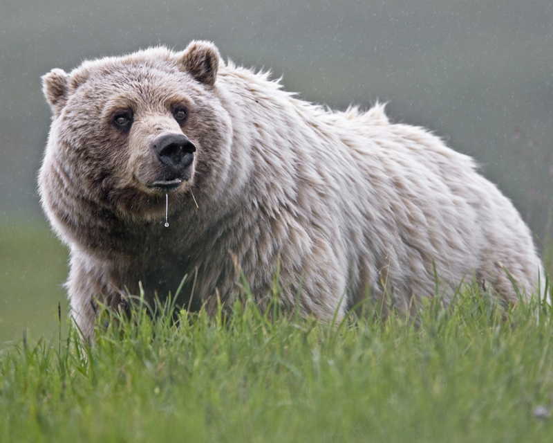 Grizzly Bear Drip (6968122232) - North American brown bear (Ursus arctos horribilis).jpg