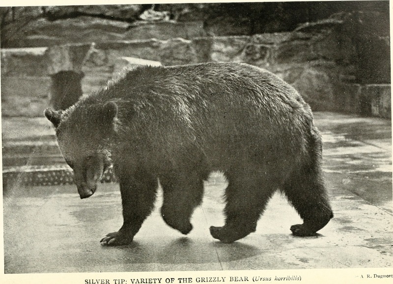 American animals; a popular guide to the mammals of North America north of Mexico, with intimate biographies of the more familiar species (1902) (17490646923).jpg