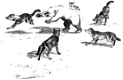 Canis lupus pack fighting Ursus arctos horribilis (illustration).jpg