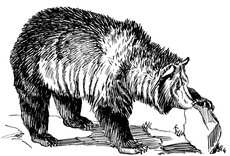 Grizzly bear (PSF).png