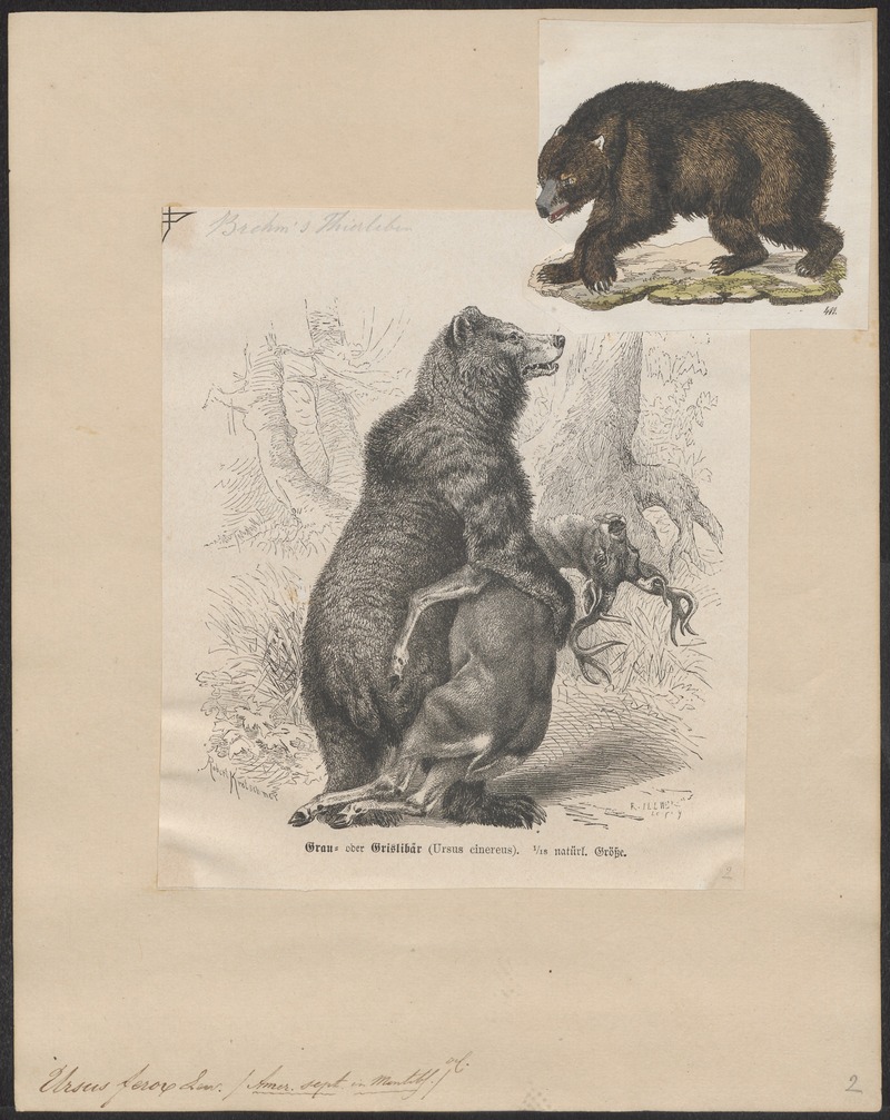 Ursus ferox - 1700-1880 - Print - Iconographia Zoologica - Special Collections University of Amsterdam - UBA01 IZ22600053.jpg
