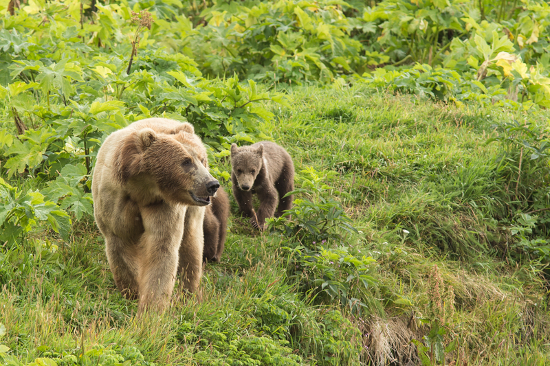 Kodiak brown bears FWS 18388 - Kodiak bear (Ursus arctos middendorffi).jpg